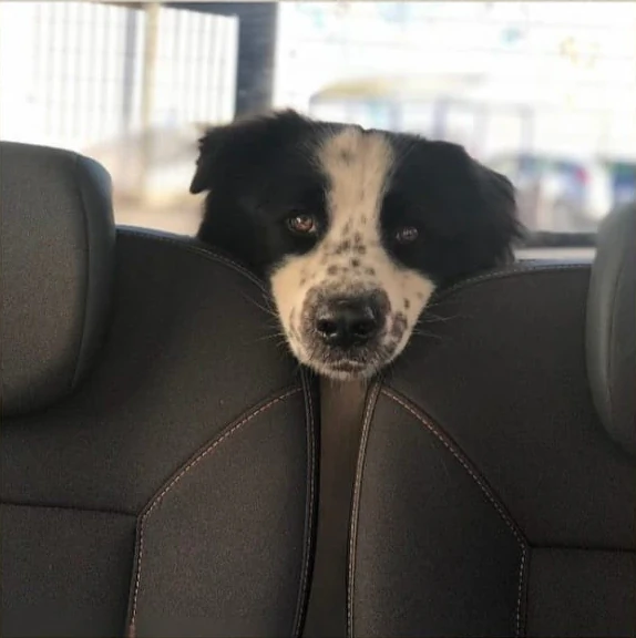 Chien dans un véhicule protégé de la chaleur